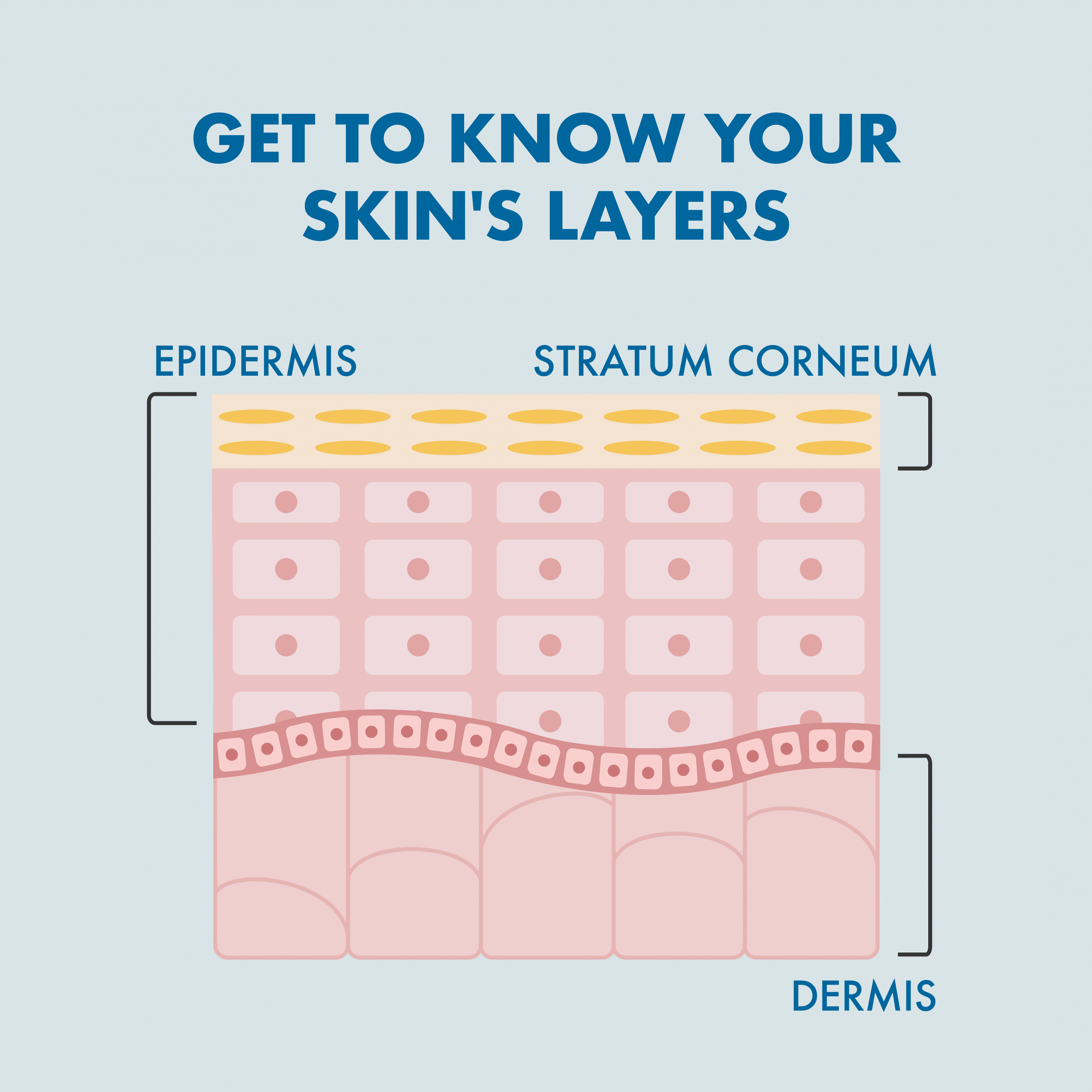Get to know the skin's layers of the skin barrier