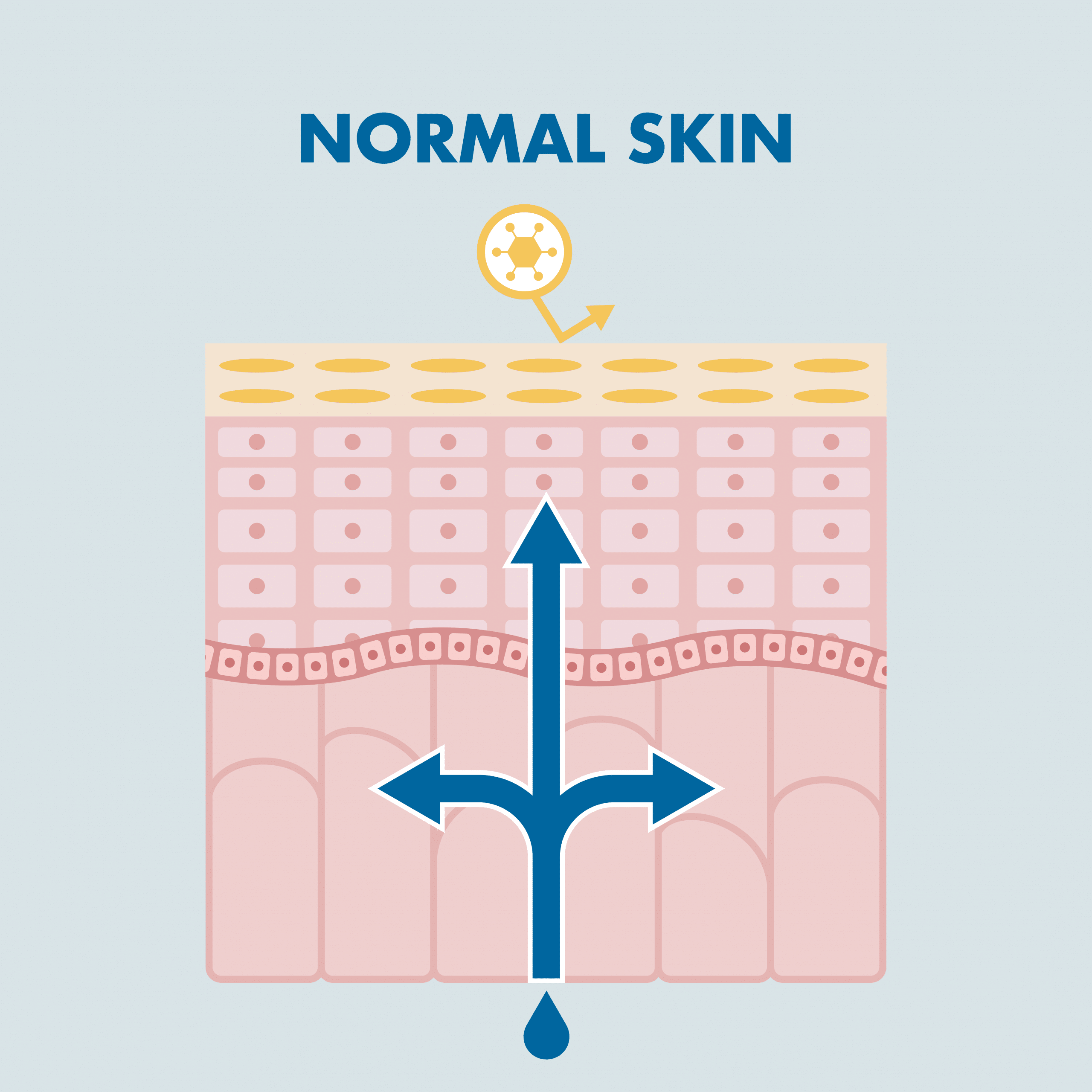 Normal Skin of the skin barrier